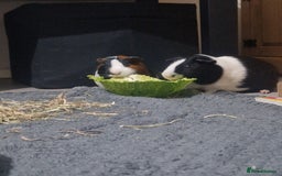 Guinea Pig rodents for sale: 2 male bonded guineapigs - Image 1