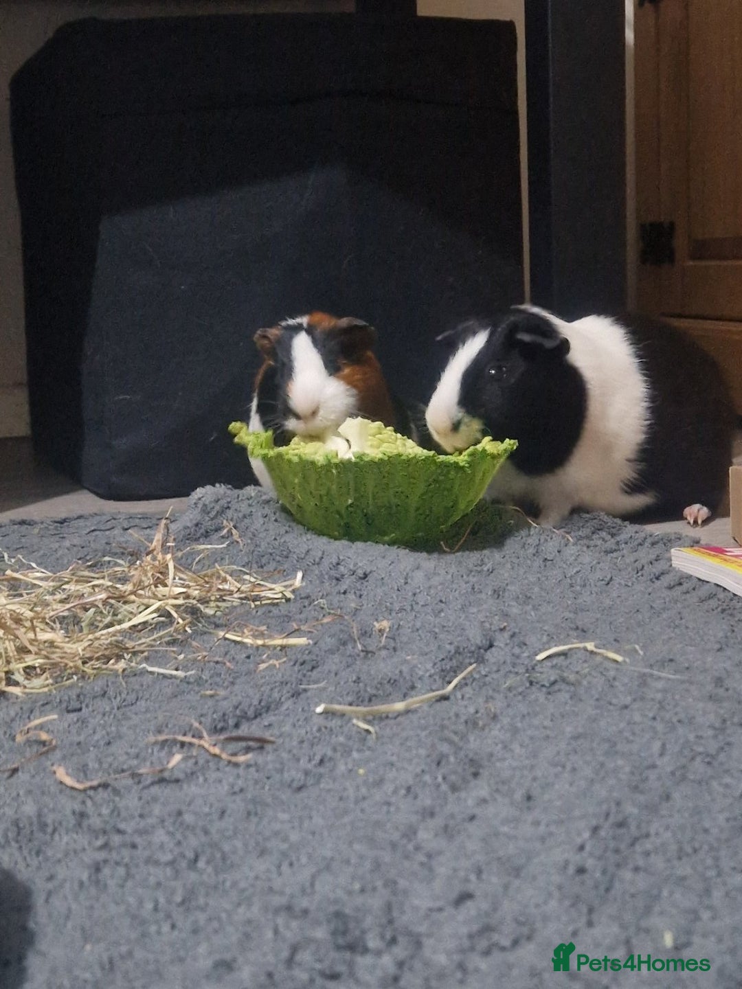 Guinea Pig rodents for sale: 2 male bonded guineapigs - Image 1
