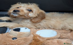 Cockapoo dogs for sale: Girl Cockapoo - Image 5