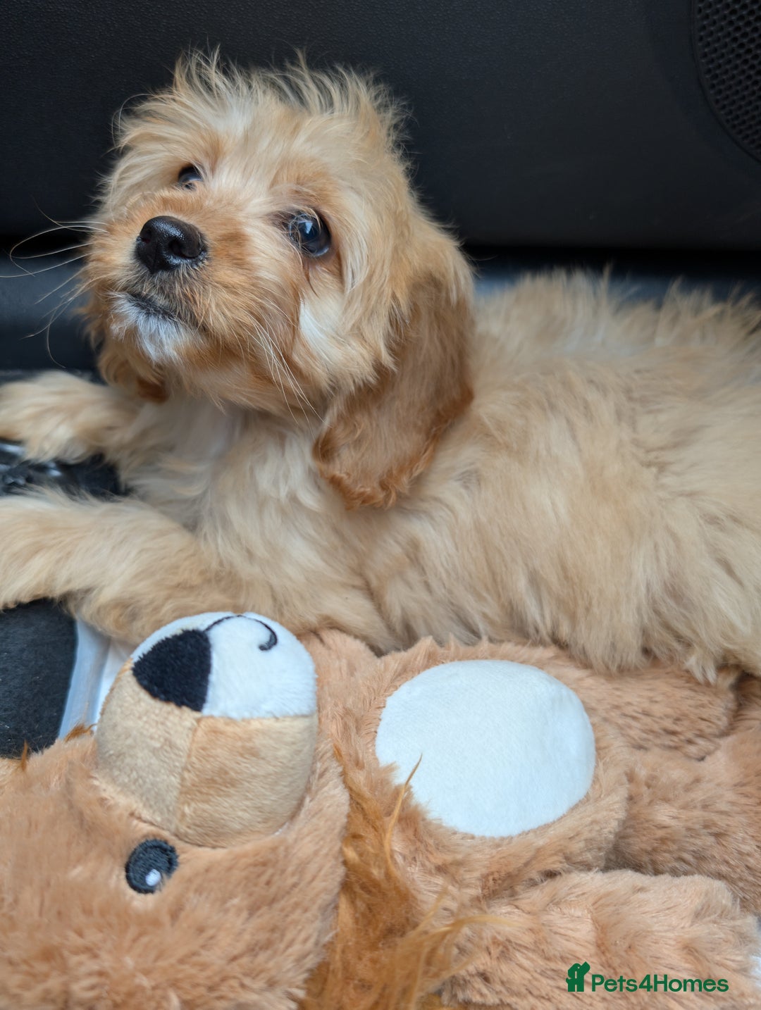 Cockapoo dogs for sale: Girl Cockapoo - Image 5