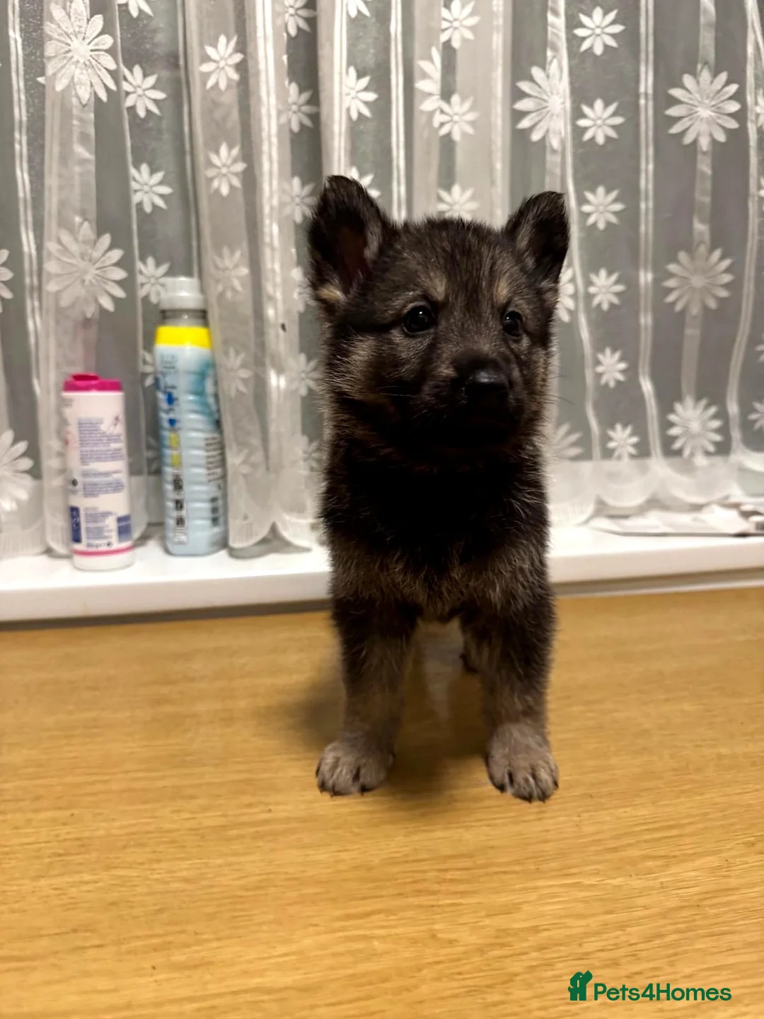 Shepsky dogs for sale: Adorable Shepsky Puppies Looking for Forever Homes - Advert 2