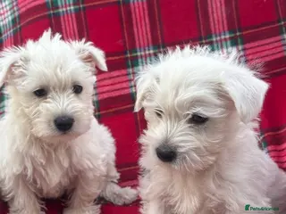 West Highland Terrier dogs KC AND HEALTH TESTED WEST HIGHLAND PUPPIES - Advert 2