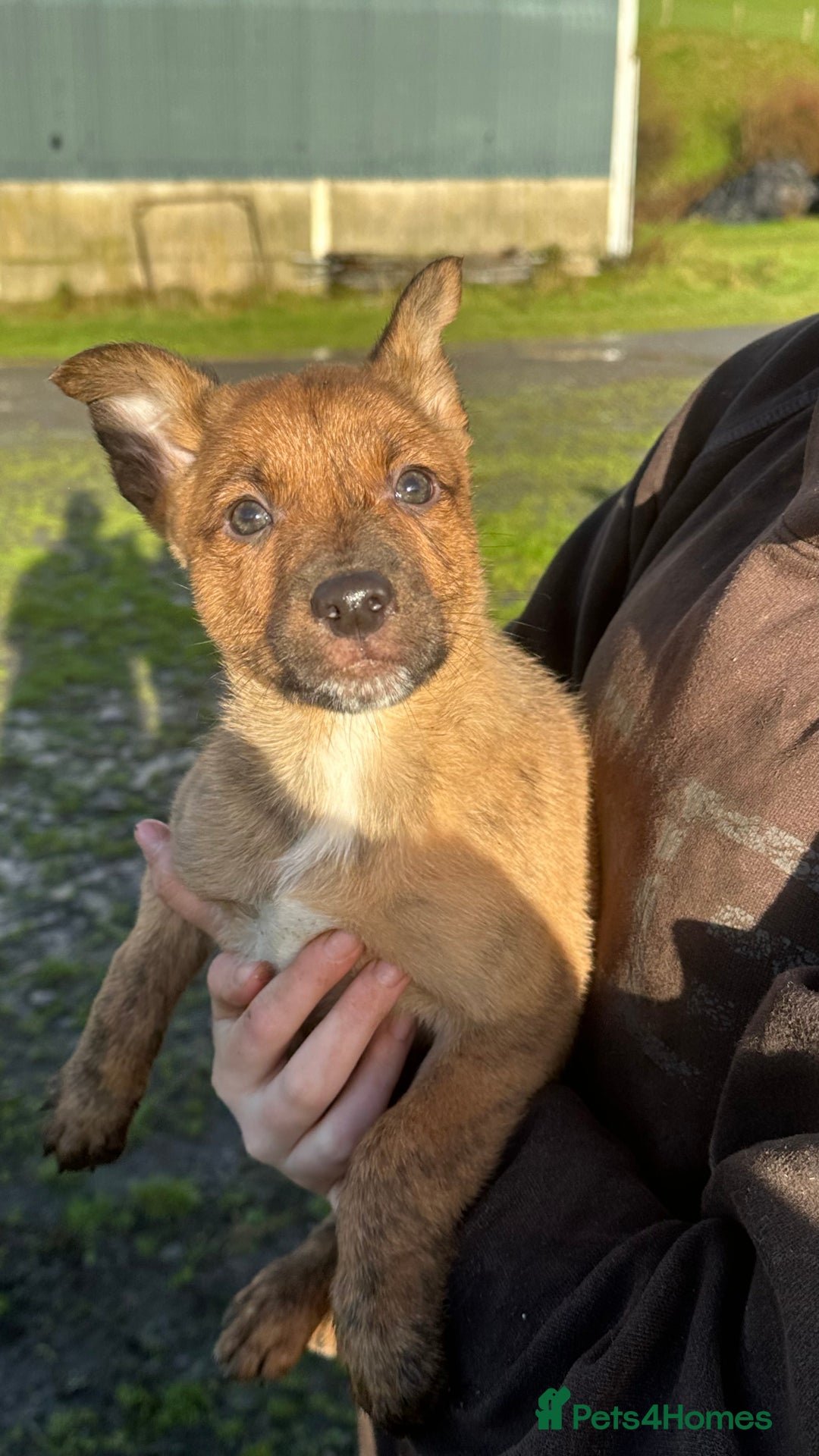Mixed Breed dogs for sale: Kelpie x Collie puppies - Advert 12