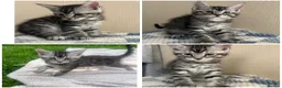 Mixed Breed cats for sale:  kittens looking for a loving forever home 🐾 in Ipswich - Advert 1