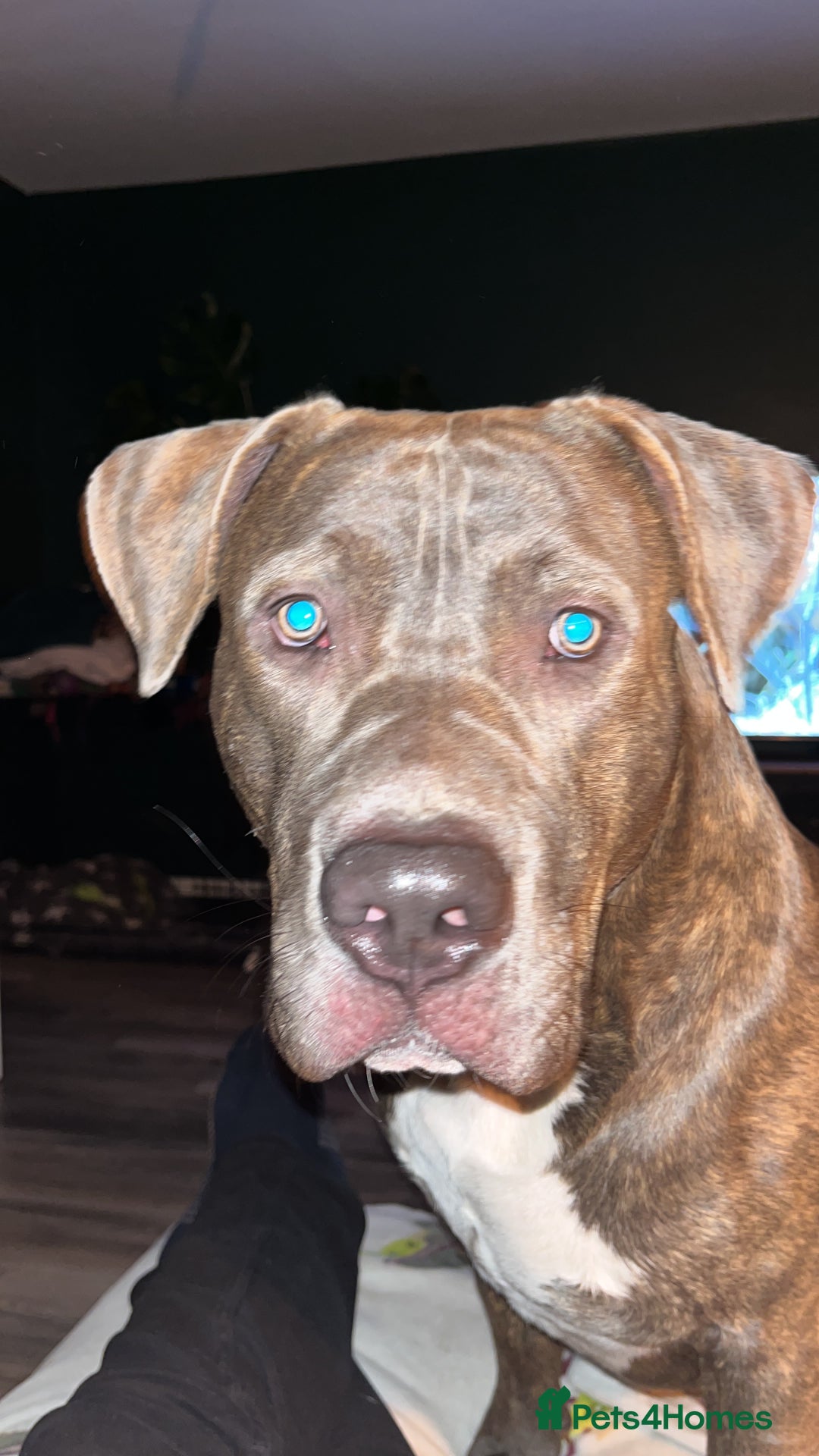 Mixed Breed dogs for sale: Corso/mastiff mix breed - Advert 2