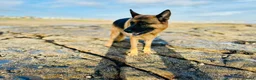 German Shepherd dogs for sale: KC German Shephard - Django  - Advert 5