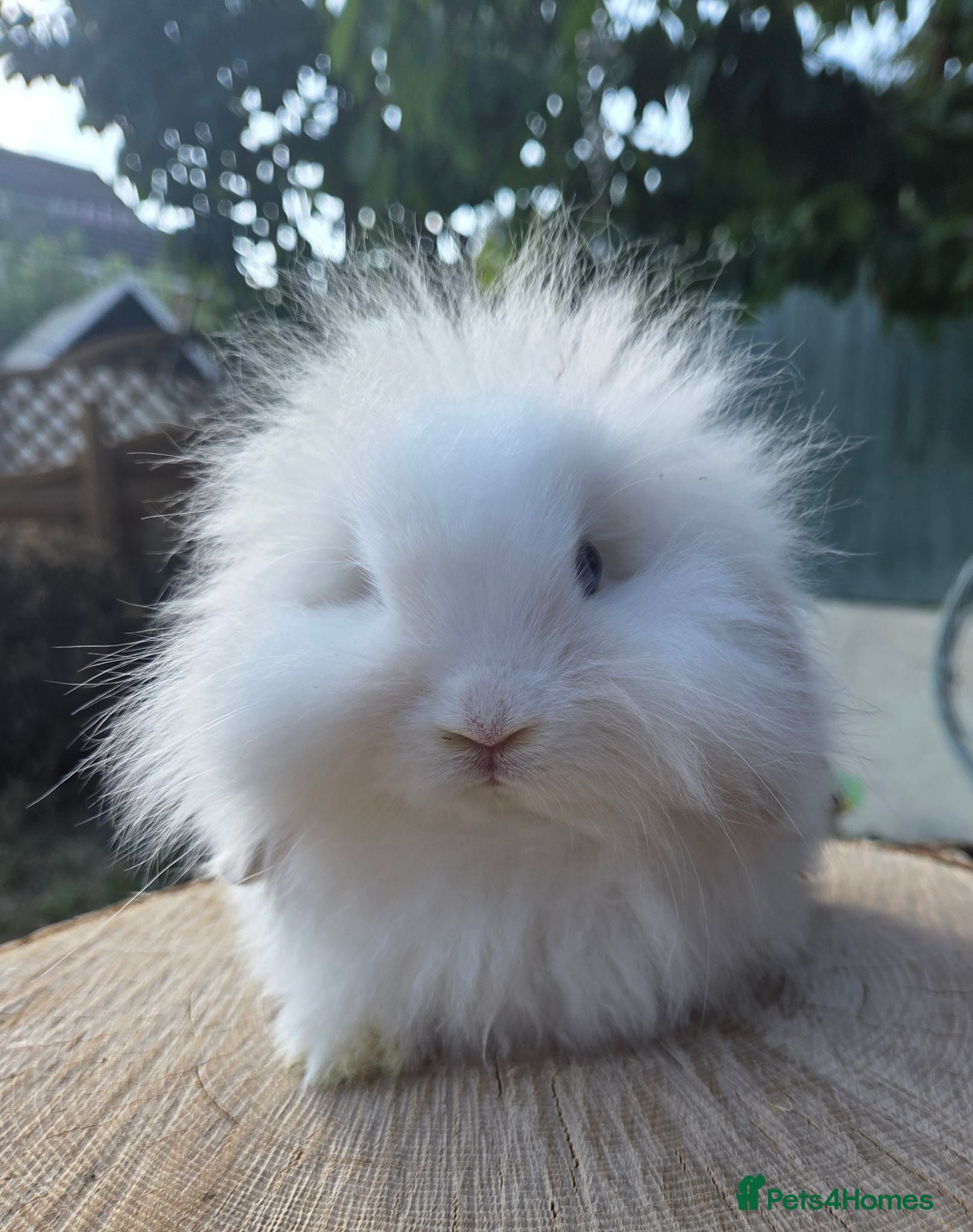 Angora rabbits  Super fluffy baby teddywidders ready now - Advert 2
