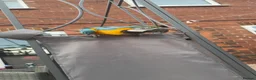 Macaws birds for sale: Blue and gold macaw  - Advert 7