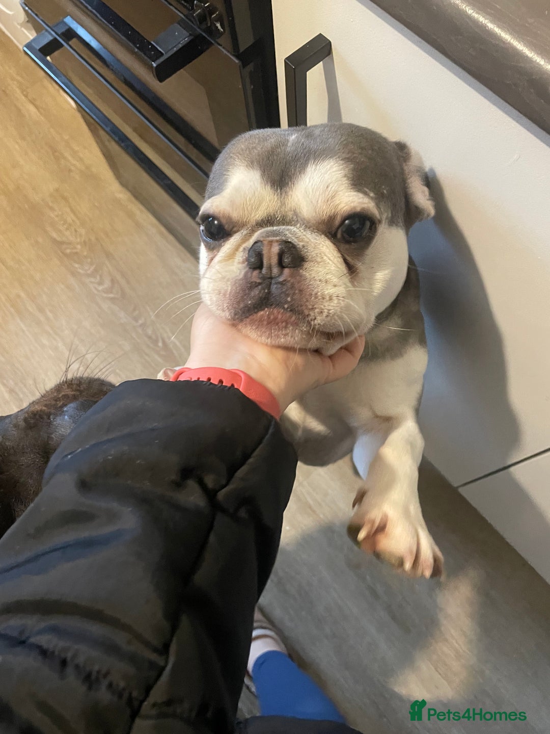 French Bulldog dogs for sale: EA Husky French Bulldog  - Advert 2