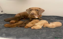 Miniature Dachshund dogs for stud: CREAM DOUBLE INTENSITY STUD! KC reg 5* reviews  in Stockport - Image 12