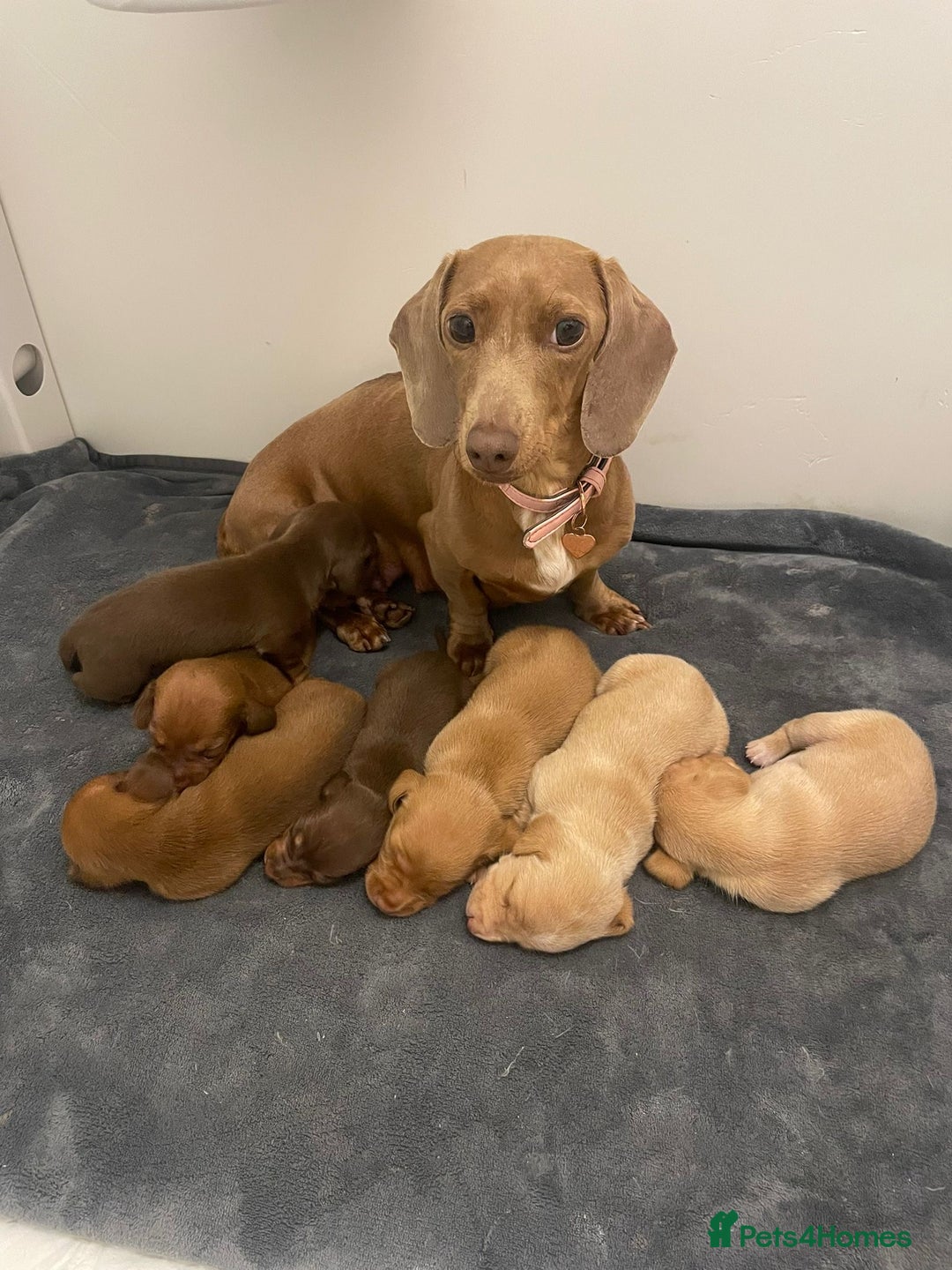 Miniature Dachshund dogs for stud: CREAM DOUBLE INTENSITY STUD! KC reg 5* reviews  in Stockport - Image 12