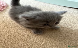 British Shorthair cats for sale: 1 Gorgeous Black kitten Remaining - Image 23