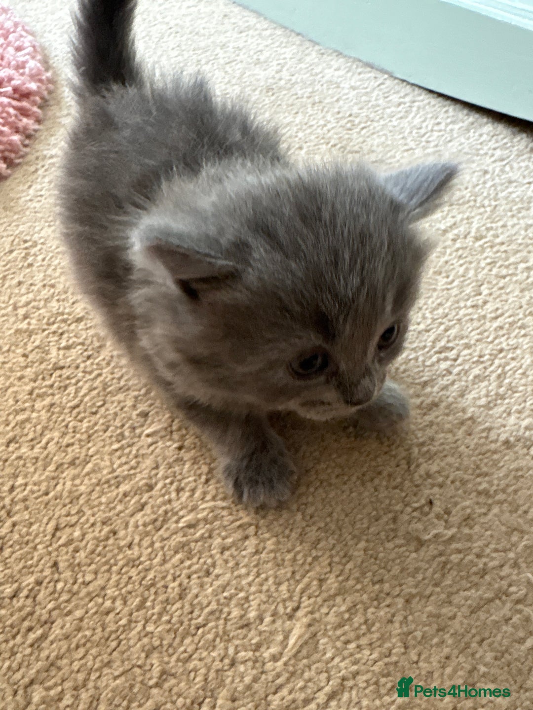 British Shorthair cats for sale: 1 Gorgeous Black kitten Remaining - Image 23