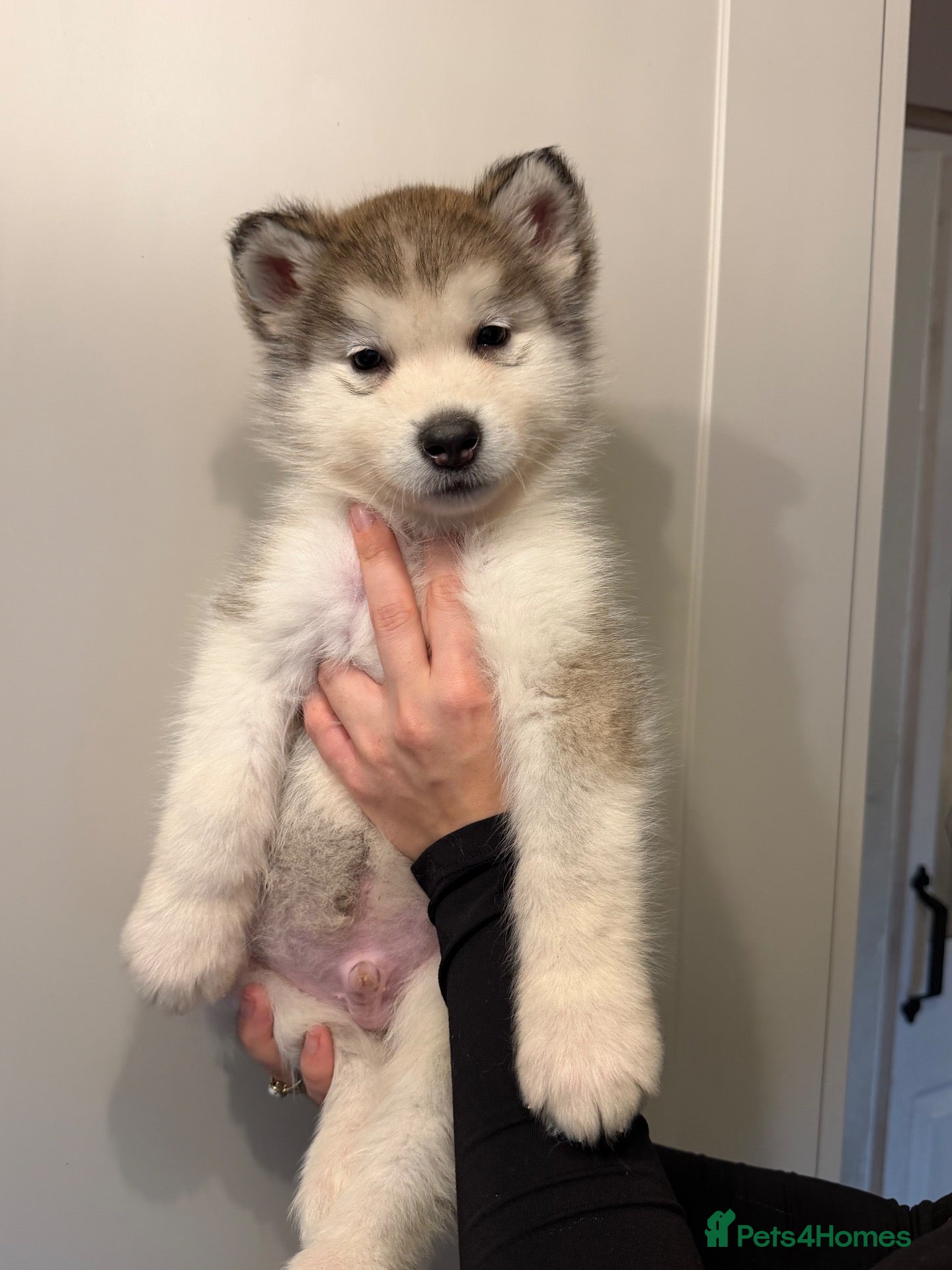 Alaskan Malamute dogs for sale: RKC registered litter of boys - Advert 5