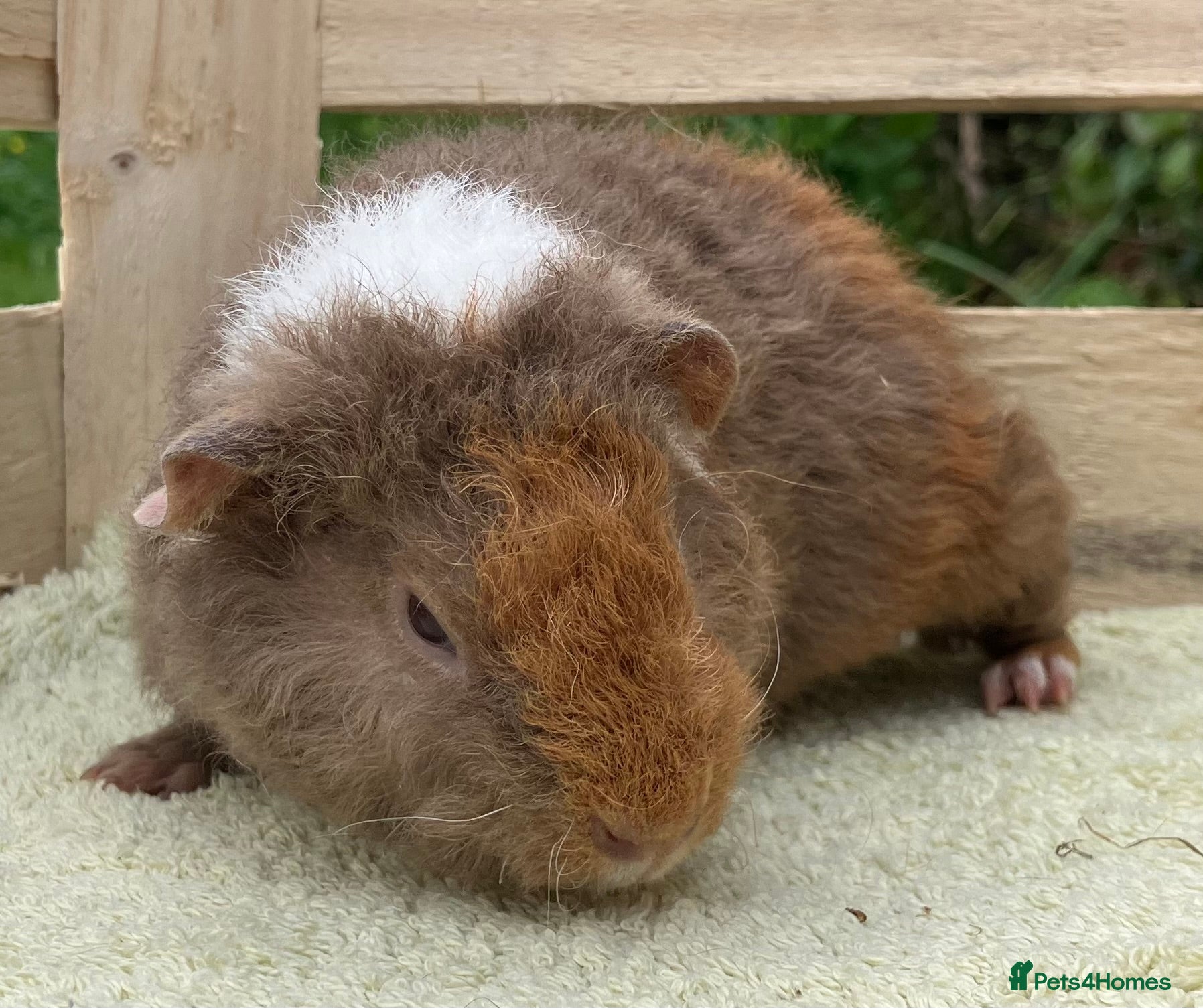 Guinea Pig rodents Stunning red eyed pure bred Teddy boy/boar - Advert 16