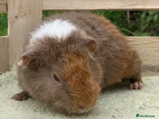 Guinea Pig rodents Stunning red eyed pure bred Teddy boy/boar - Advert 16