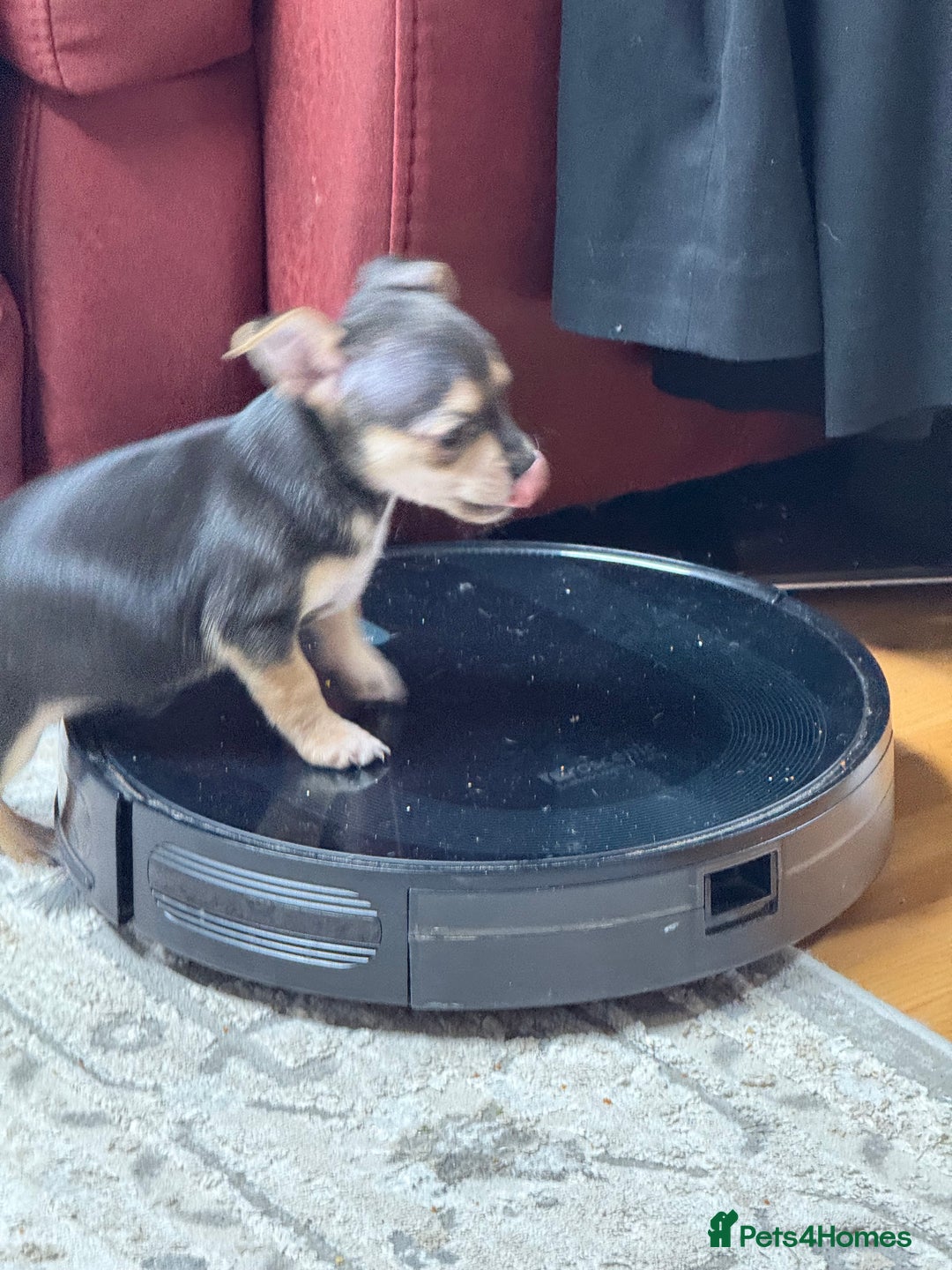 Chihuahua dogs for sale: 🐾 Beautiful Chihuahua Puppies - Advert 23