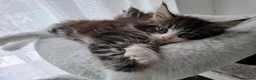 Maine Coon cats for sale: Full pedigree Maine Coon boy - Advert 5