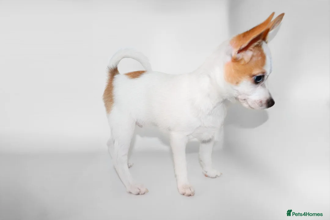Mixed Breed dogs for sale: Small Mixed Breed Puppy, LAST GIRL AVAILABLE  - Advert 36