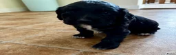Cocker Spaniel dogs for sale: Cocker Spaniel puppy for sale in Inverness - Advert 5
