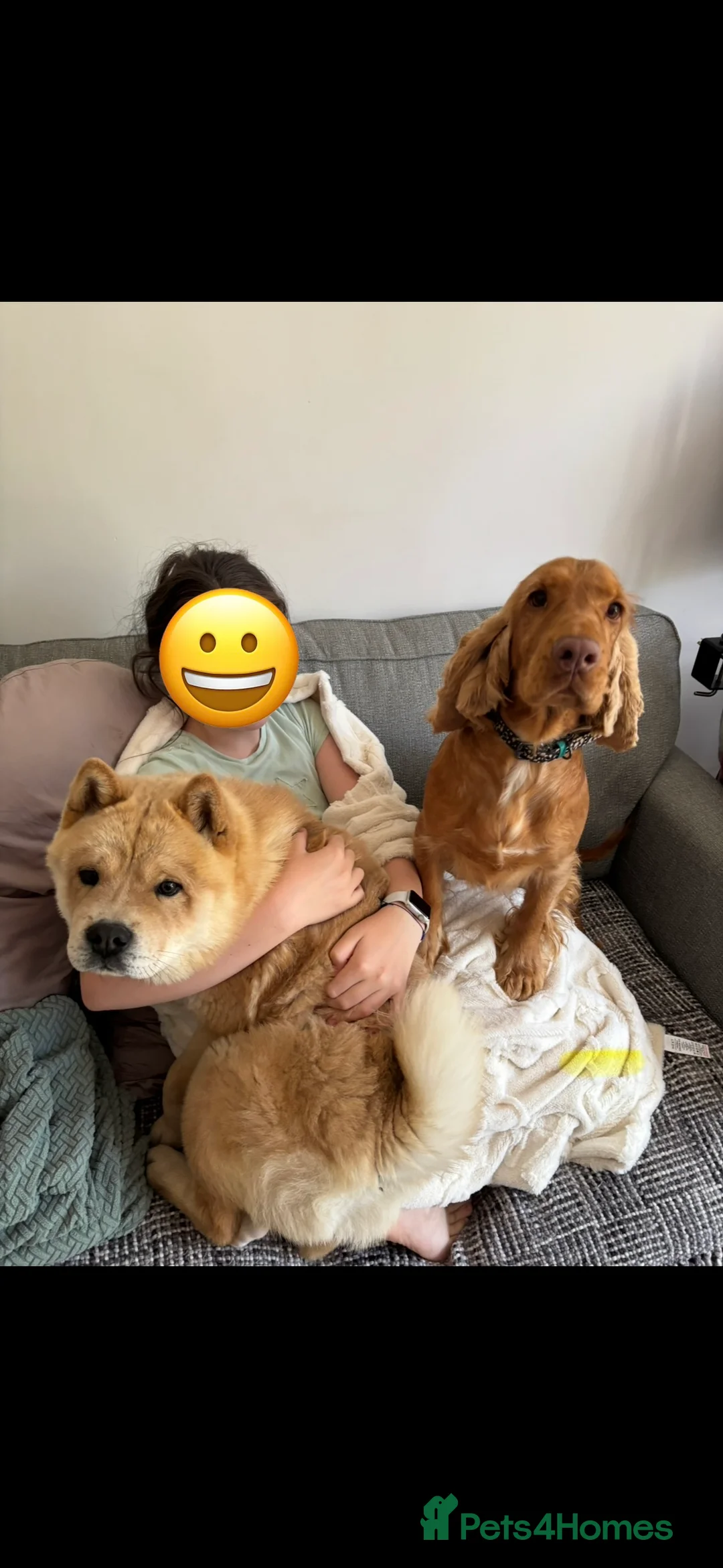 Mixed Breed dogs for sale: Cocker Spaniel cross Chow Chow puppies - Advert 15