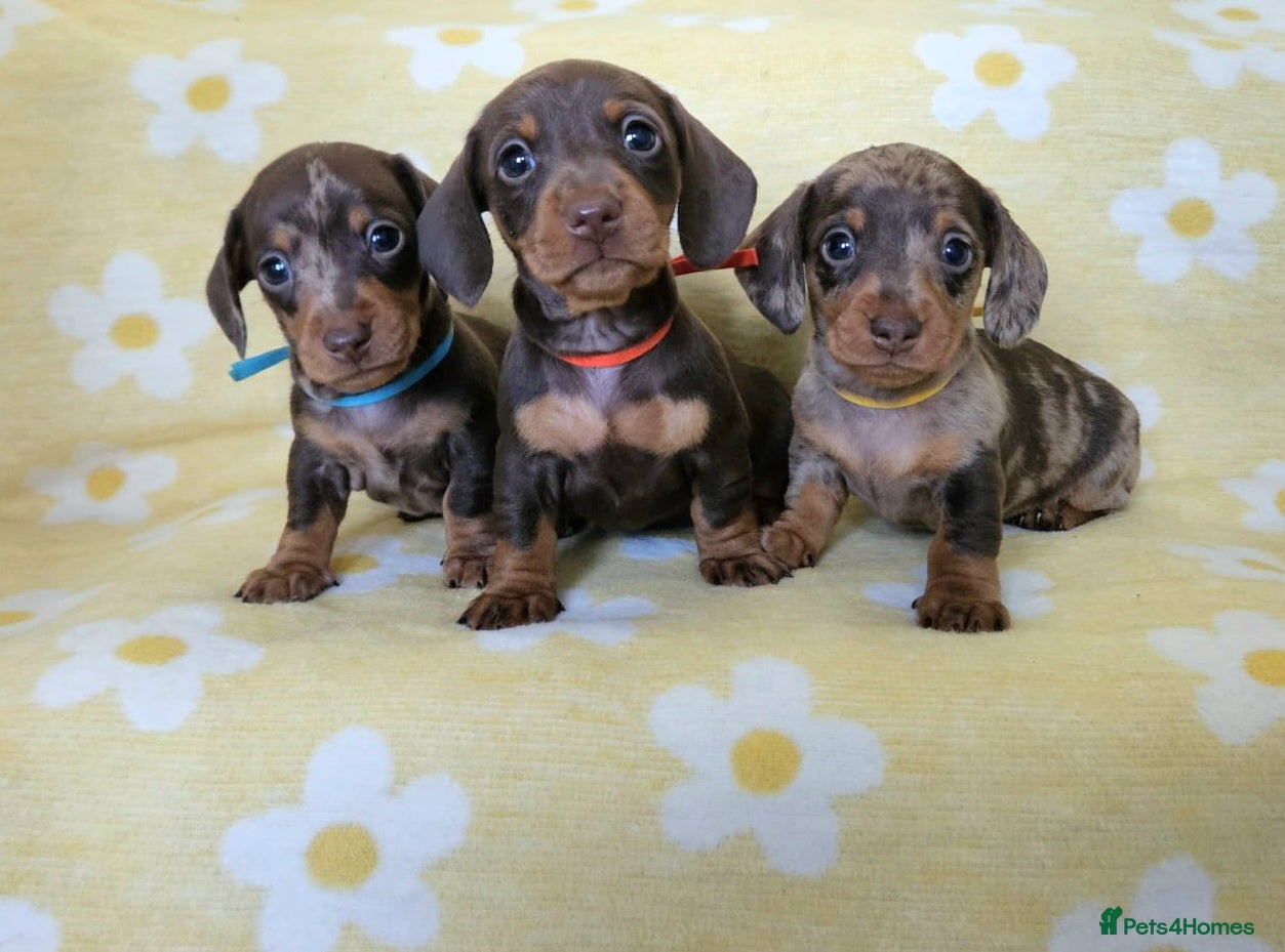Miniature Dachshund dogs Smooth coat mini dachshunds  - Advert 10