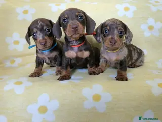 Miniature Dachshund dogs Smooth coat mini dachshunds - Advert 10
