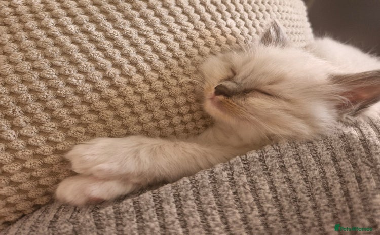 Ragdoll cats - Advert 3
