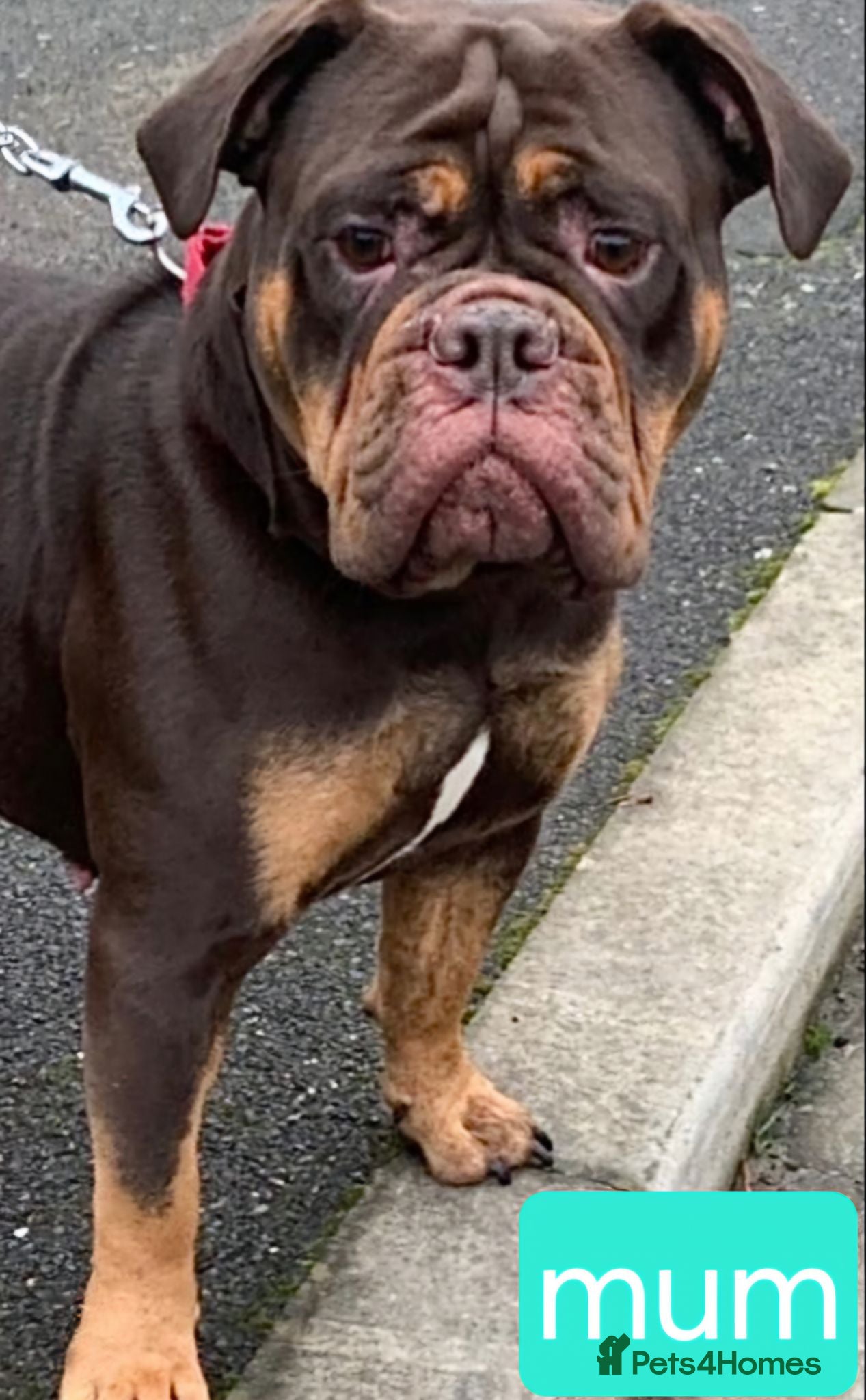 Olde English Bulldogge dogs Olde English Bulldoge litter of 8 - Advert 2