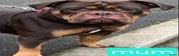 Olde English Bulldogge dogs for sale: Olde English Bulldoge litter of 8 - Advert 2