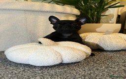 French Bulldog dogs for sale: Beautiful French bulldogs  - Image 3