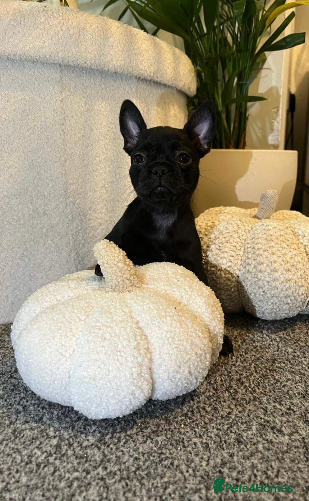 French Bulldog dogs for sale: Beautiful French bulldogs  - Image 3