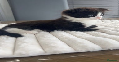 Scottish Fold cats - Advert 4