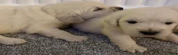 Golden Retriever dogs for sale: Super fluffy cream pups in Newark - Advert 7