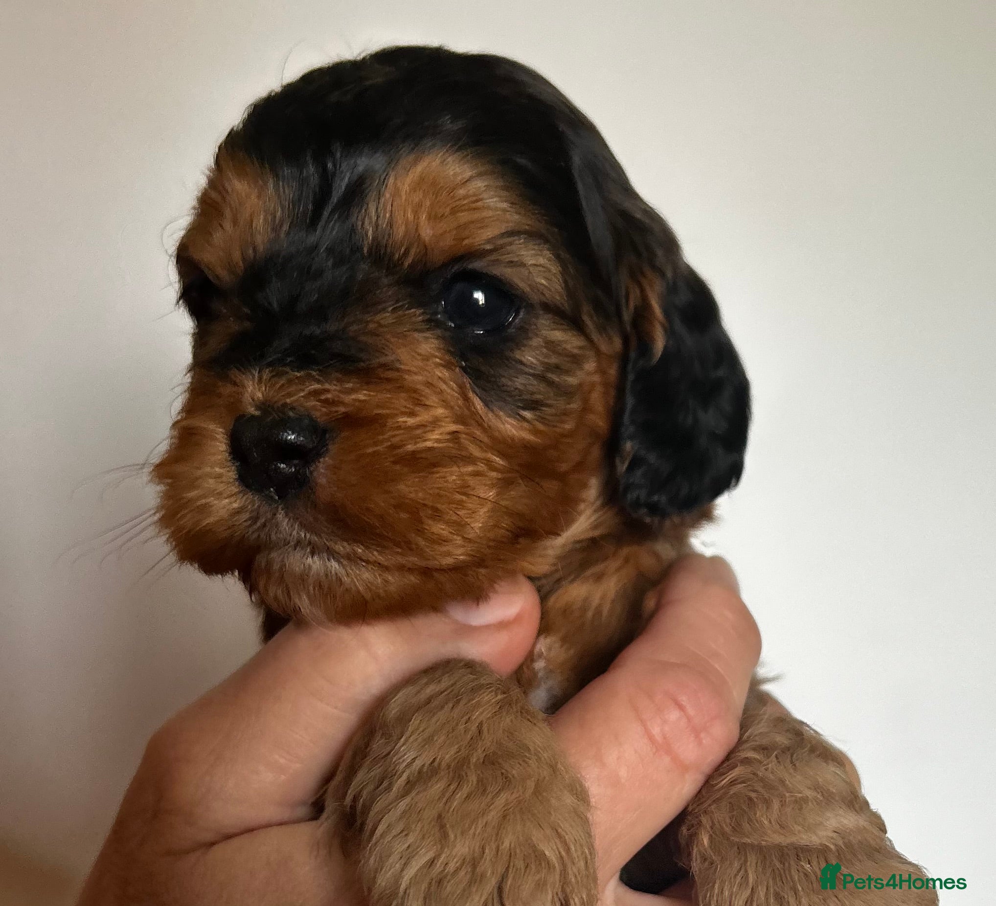 Cockapoo dogs Beautiful F1 Cockapoo Pups - Advert 2