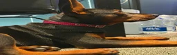 Chinese Red Dog dogs for sale: ( 1 GIRL LEFT  ) Chinese red dog  ( READY TO GO ) - Advert 4