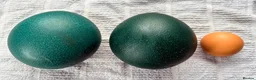 Emus poultry for sale: Emu eggs  - Advert 1