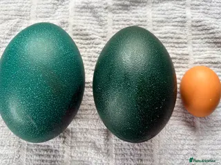 Emus poultry Emu eggs - Advert 1