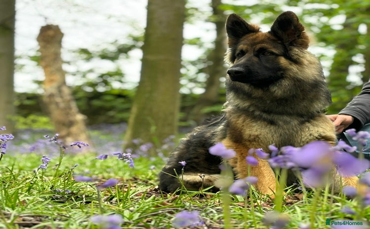 German Shepherd dogs - Advert 2