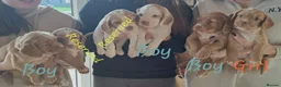 Cocker Spaniel dogs for sale: Working cocker spaniel puppies red and white & tan - Advert 1