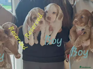 Cocker Spaniel dogs Working cocker spaniel puppies red and white & tan - Advert 9