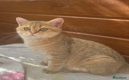 British Shorthair cats for sale: Last golden boy left 😻🌸🌼🌺 tica registered 😻 in Hayes - Image 4