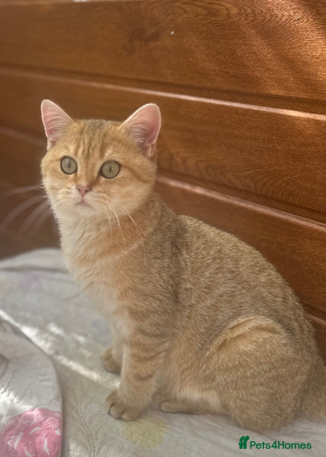 British Shorthair cats for sale: Last golden boy left 😻🌸🌼🌺 tica registered 😻 in Hayes - Image 4