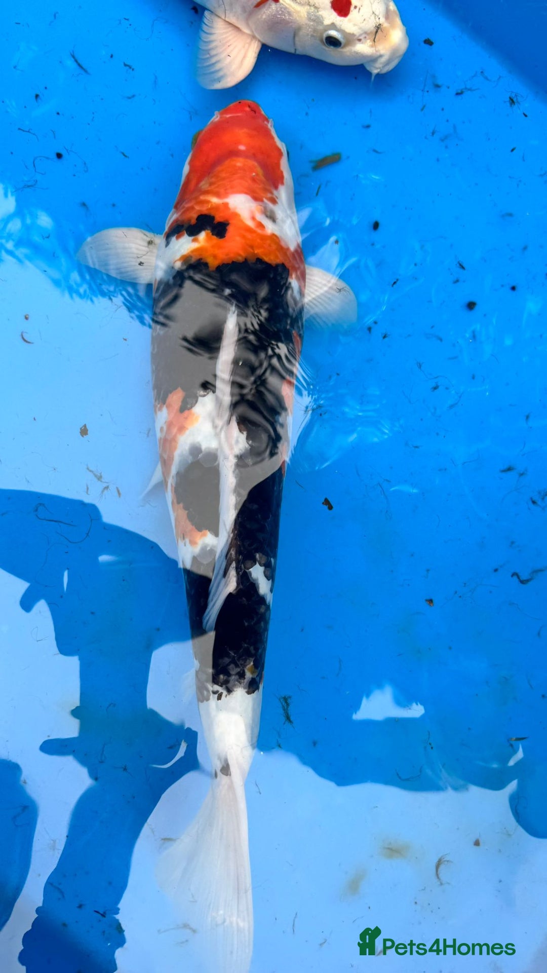 Koi Carp fish for sale: Koi and tench, see below for prices and details. - Image 2