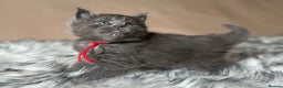 Maine Coon cats for sale: Maine coon kittens blue silver smoke rare colours - Advert 28