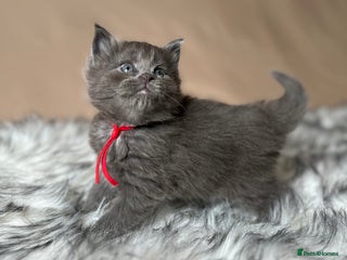 Maine Coon cats Maine coon kittens blue silver smoke rare colours - Advert 12