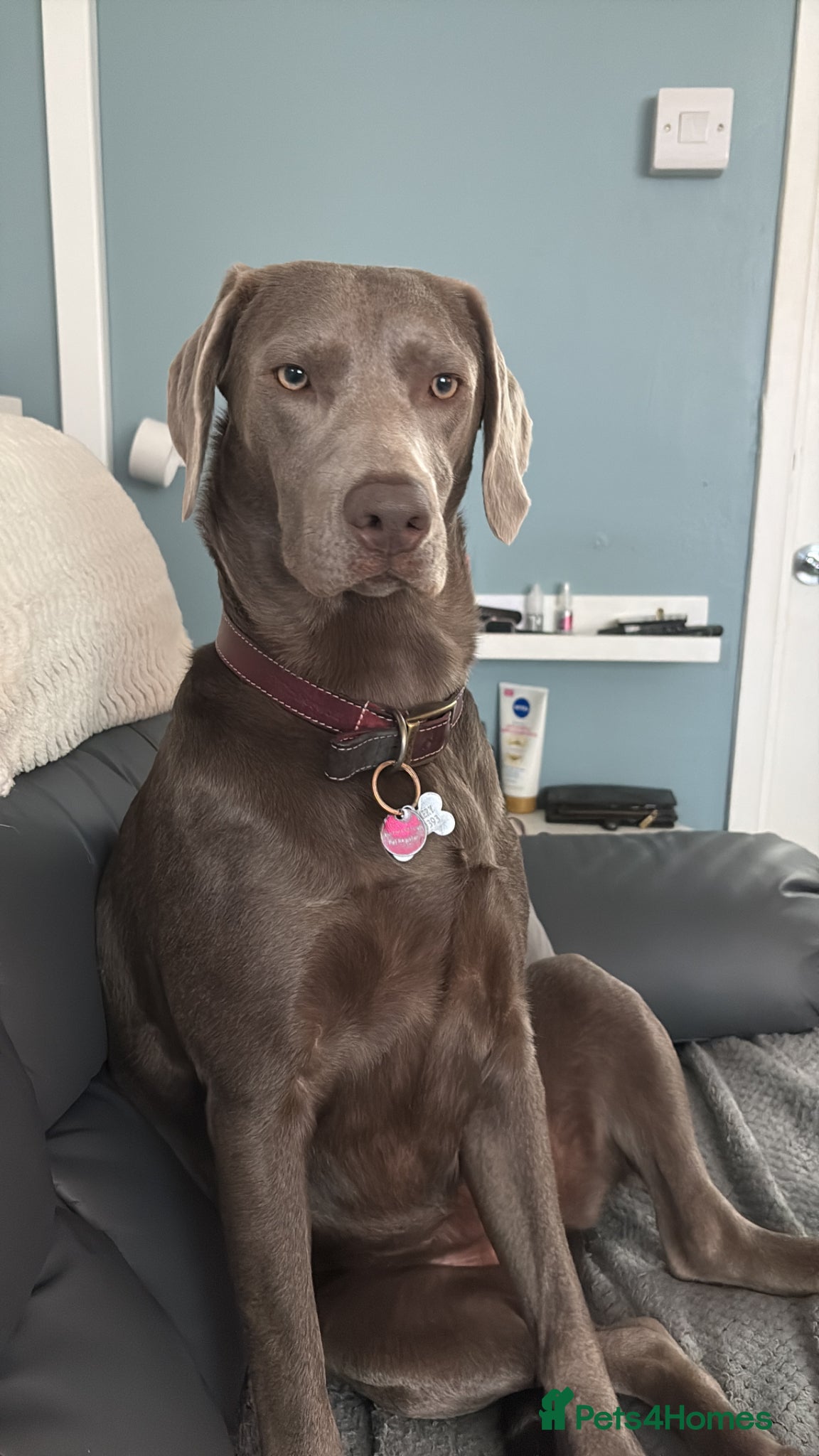 Mixed Breed dogs Silver Labrador  - Advert 11