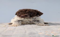 Lagotto Romagnolo dogs for sale: Adorable Lagotto Pups - Image 7