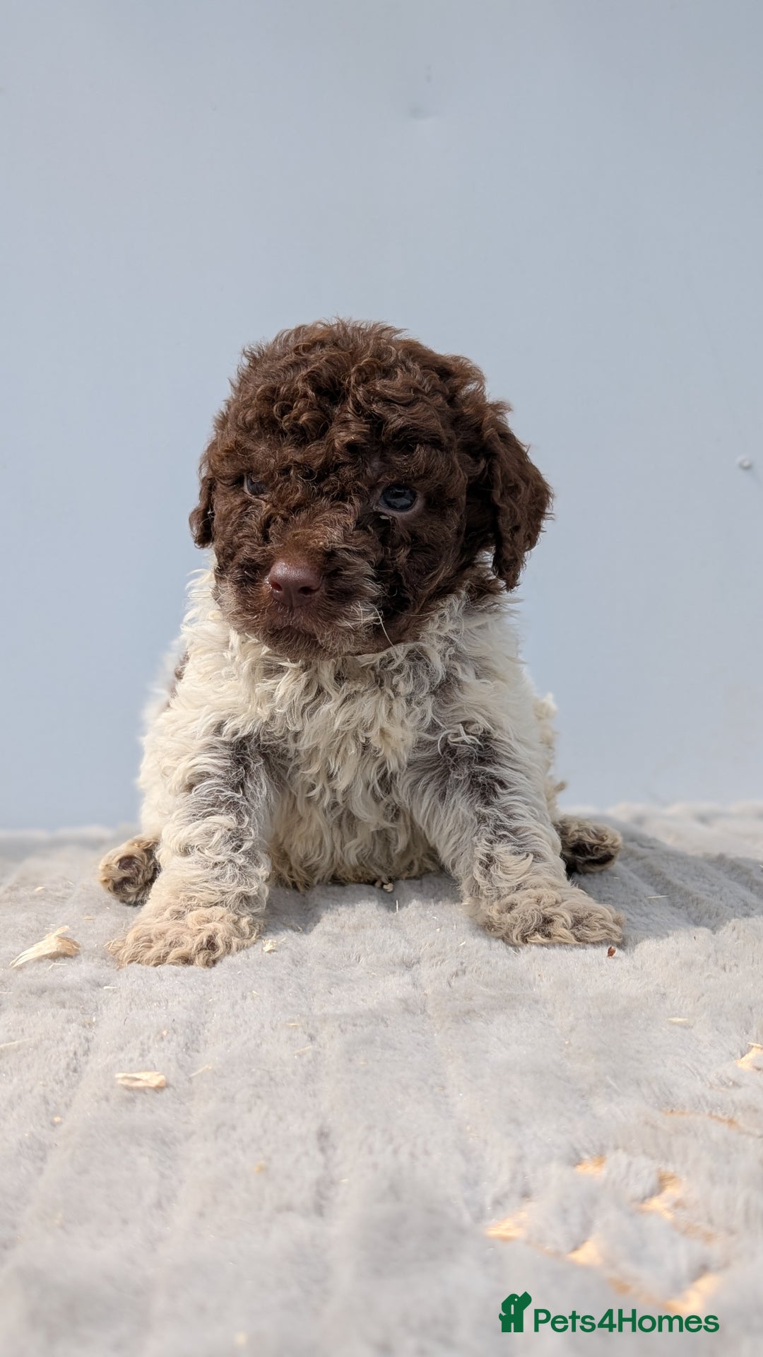 Lagotto Romagnolo dogs for sale: Adorable Lagotto Pups - Image 7