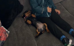 Dachshund dogs for sale: Dachshund miniature smooth haired - Image 3